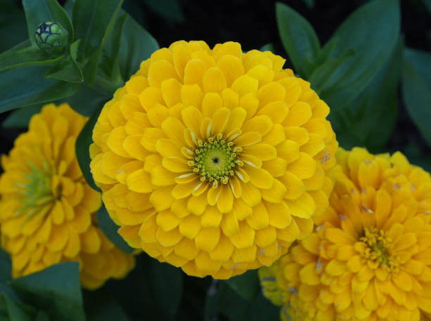 istock Yellow Flower in Full Bloom 1267381778