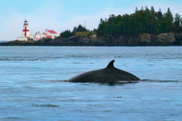캐나다 뉴브런즈윅의 펀디 베이에 있는 밍크 고래와 캄포벨로 섬의 헤드 하버 라이트스테이션(이스트 쿼디)이 있습니다. - bay of fundy 뉴스 사진 이미지