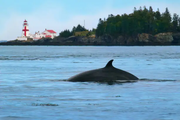 Minke whale on the Bay of Fundy in New Brunswick, Canada with Head Harbour Lightstation (East Quoddy) in Campobello Island.