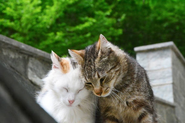 Two ginger cats meet with a barred gate between them, sniffing each other, either in greeting or suspiciously.