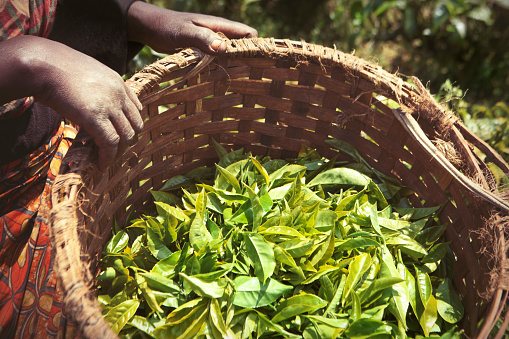 Local worker picking fresh tea leaves to the basket