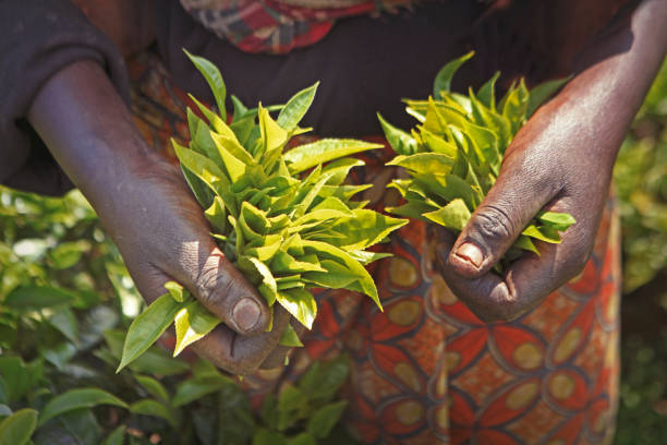 istock Local worker harvesting tea leaves 1267383393