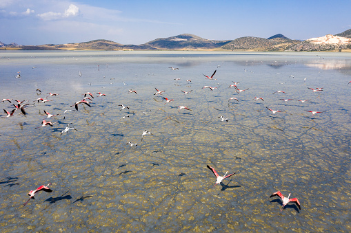 Flamingos flying on lake. Taken via drone. Yarisli Lake in Burdur, Turkey.