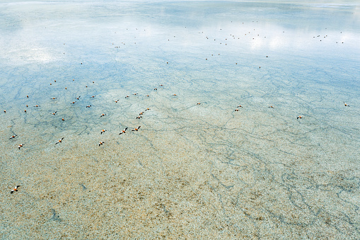 Ruddy shelducks on lake.Taken via drone. Yarisli Lake in Burdur, Turkey.