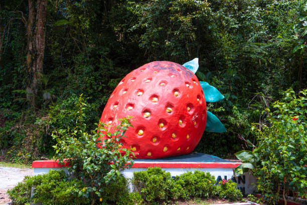 A sculpture of a huge red strawberry on the side of the road. Strawberry Farms District Symbol A sculpture of a huge red strawberry on the side of the road. Strawberry Farms District Symbol. Cameron Highlands, Malaysia - 06.17.2020 cameron montana stock pictures, royalty-free photos & images