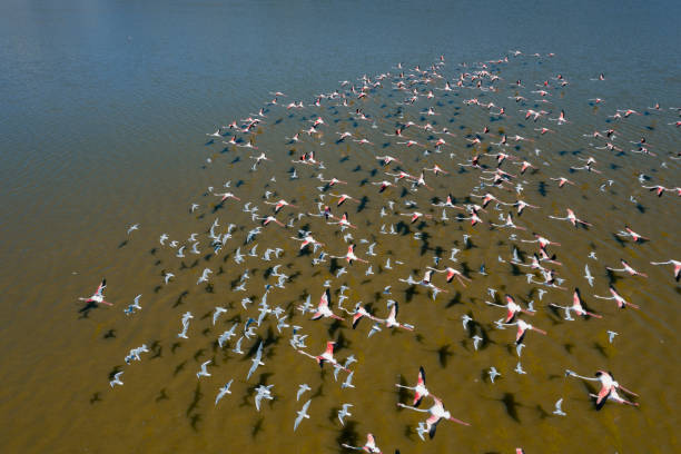 Flamingos flying on lake. Taken via drone. Yarisli Lake in Burdur, Turkey.