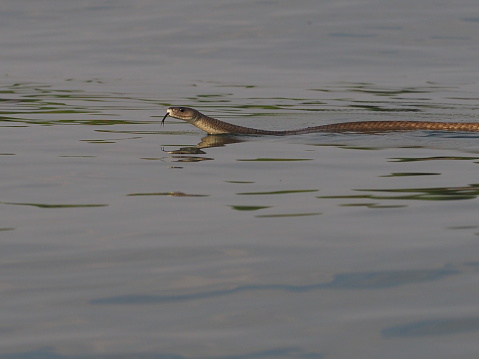 A venomous snake swims through the Chobe river