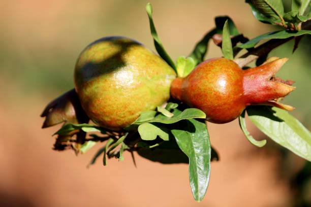 istock Close up view of Pomegranate fruit hanging on a tree. 1267384501
