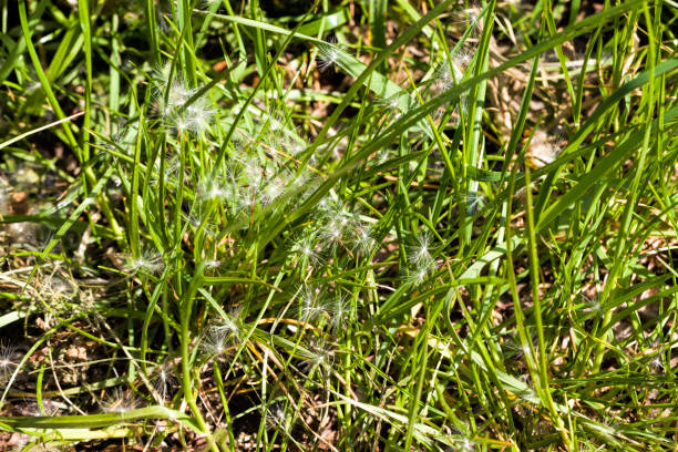 istock white seeds of a dandelion 1267384531