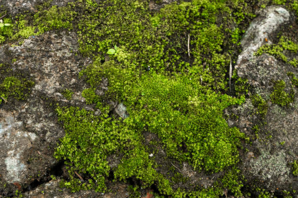 istock Green moss in the forest. Jungle stones, greenery. Pure nature 1267384849