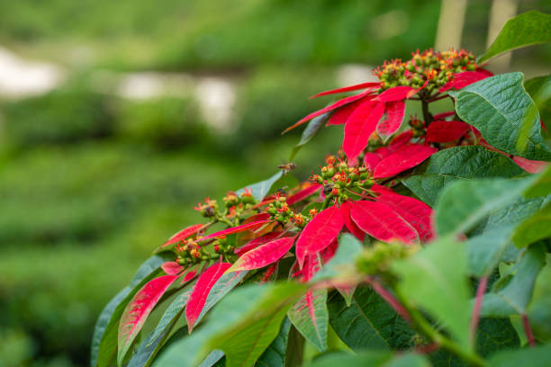 euphorbia est une belle plante verte poinsettia avec des feuilles rouge vif. vacances de noël, décoration saisonnière populaire - flower head poinsettia euphorbiaceae leaf photos et images de collection