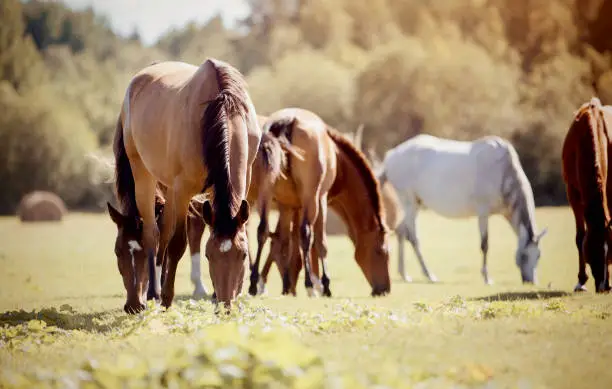 A herd of sporting horses grazing on the field.