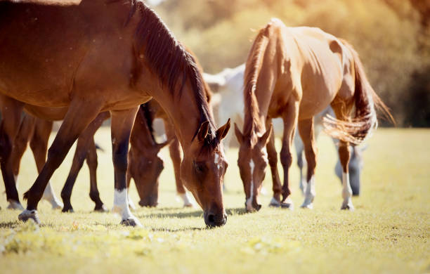 istock A herd of sporting horses grazing 1267385920