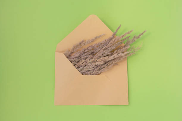 istock wildflowers in an envelope on a green background. Summer concept. 1267386585