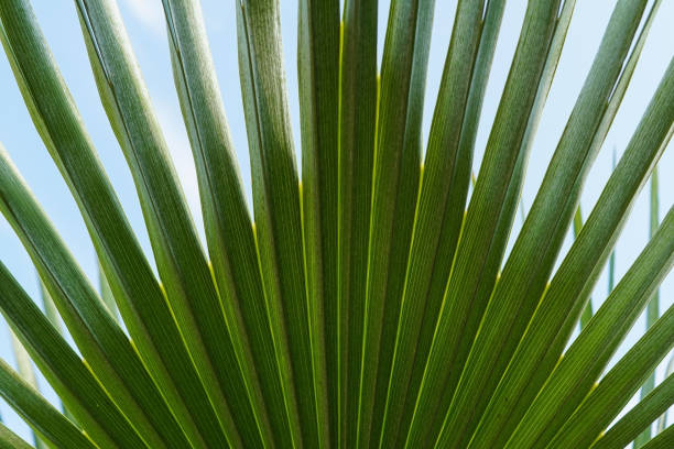 istock close-up of a palm leaf 1267386691
