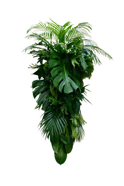 Tropical leaves foliage plants bush (Monstera, palm, rubber plant, pine, fern and philodendron leaves) floral arrangement indoors vertical garden nature backdrop isolated on white with clipping path. hojas tropicales plantas de follaje arbusto (monstera, palma, planta de caucho, pino, helecho y hojas de philodendron) disposición floral en interior vertical jardín jardín de fondo de la naturaleza aislado en blanco con camino de recorte.