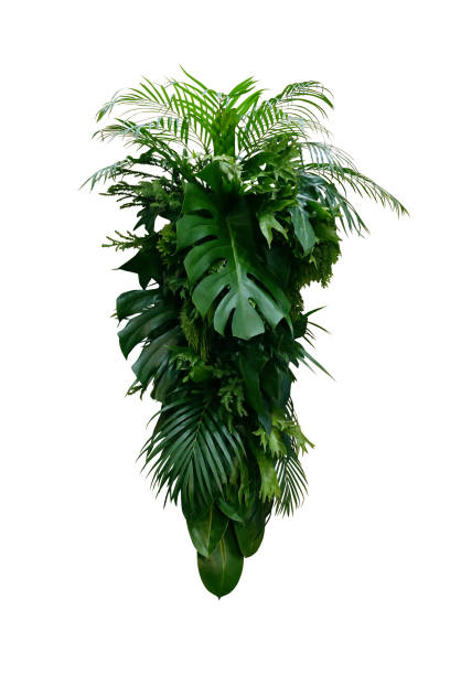 tropical leaves foliage plants bush (monstera, palm, rubber plant, pine, fern and philodendron leaves) floral arrangement indoors vertical garden nature backdrop isolated on white with clipping path. - 세로 구도 뉴스 사진 이미지