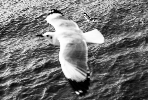 The sea in the background. A big gull. Big gull is blurred. Soaring Other gulls are small. Black and white photo.