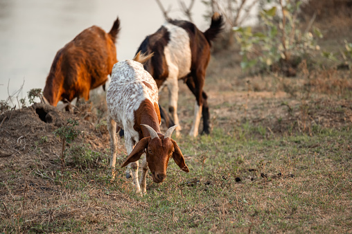 Flock of young Goat with horns grazing grass on pasture in countryside