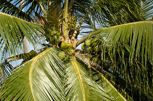 Palms with coconuts at the China Beach in Danang in Vietnam. It is also called Non Nuoc Beach.