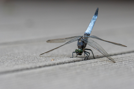 a blue flat-bellied dragonfly stands on a wooden floor