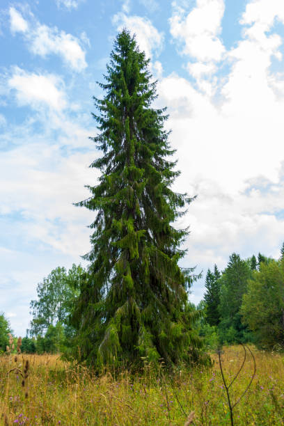 A huge spruce about 40 meters or 130 feet high against a blue sky with clouds. Northern forests, taiga. Healthy lifestyle. Lonely spruce stock photo