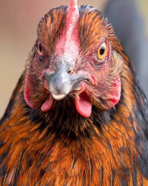 istock Close up Portrait of a Chicken 1267391568