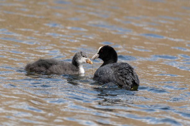 istock Adult Coot Feeding it's Young 1267391656