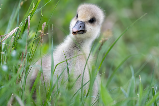Young Greylag Gosling Resting in Tall Grass