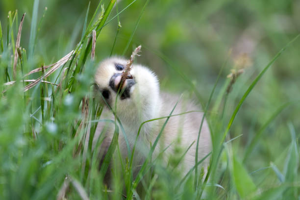 Young Greylag Gosling Resting in Tall Grass