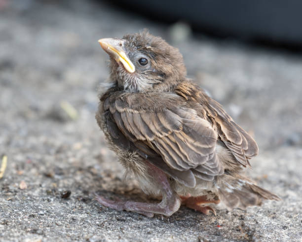 istock Fledgling House Sparrow on the Ground 1267392326