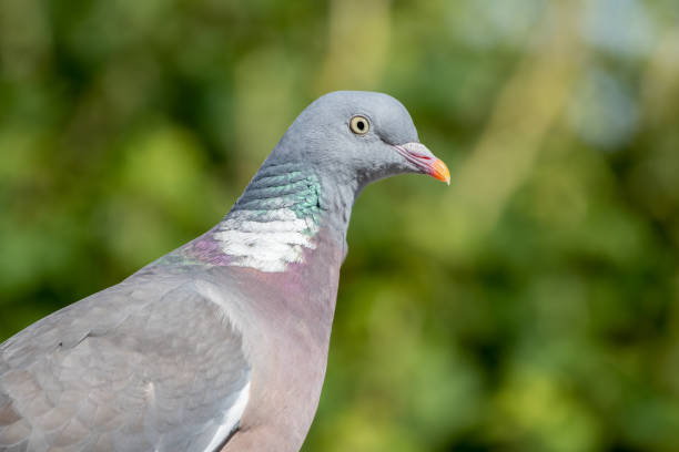 istock Close up Side profile Wood Pigeon 1267392450