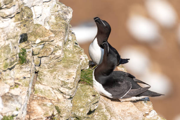istock Pair of Razerbill's Nesting on Cliff Edge 1267392597