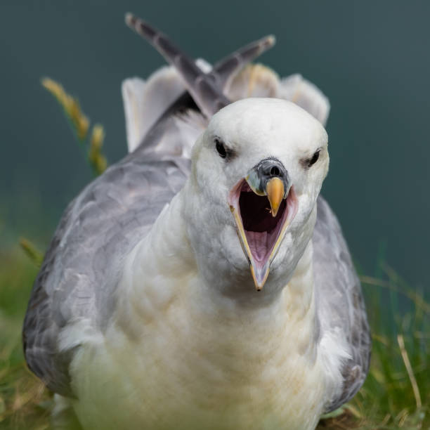 Fulmar with its Beak Wide Open Fulmar with its Beak Wide Open fulmar stock pictures, royalty-free photos & images