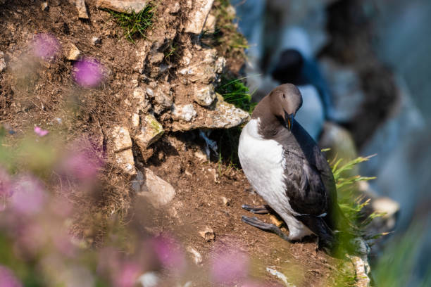 istock Guillemot Standing of the Cliff Edge 1267393493
