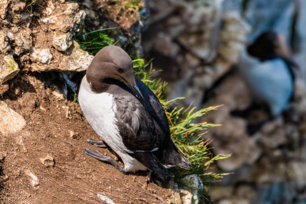 istock Guillemot Standing of the Cliff Edge 1267393496