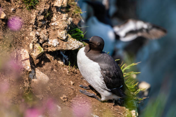 istock Guillemot Standing of the Cliff Edge 1267393497