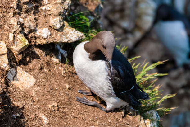 istock Guillemot Standing of the Cliff Edge 1267393553