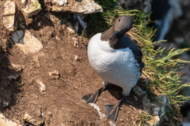 Guillemot Standing of the Cliff Edge