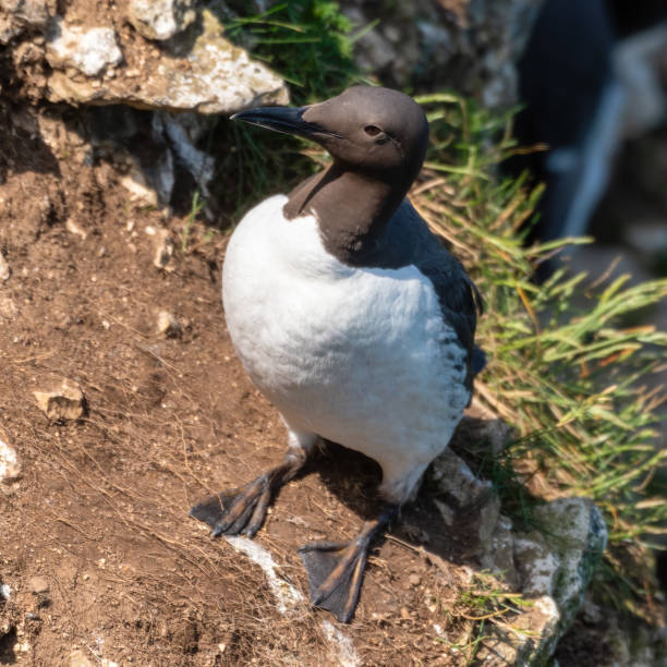 istock Guillemot Standing of the Cliff Edge 1267393599