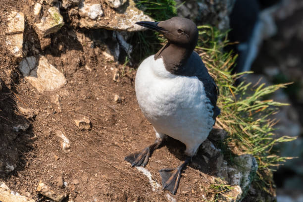 istock Guillemot Standing of the Cliff Edge 1267393610