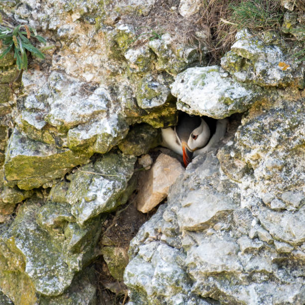 Atlantic Puffin Looking for a Nesting Site Atlantic Puffin Looking for a Nesting Site puffins resting stock pictures, royalty-free photos & images