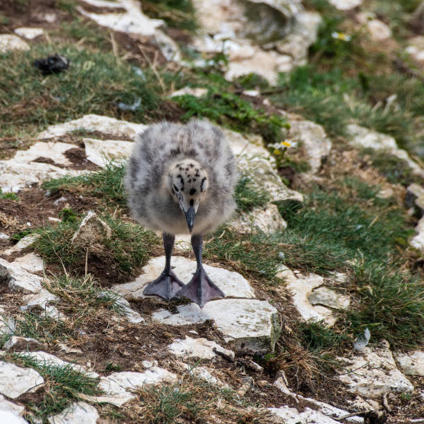 젊은 청어 갈매기 병아리 탐험 그 주변 - herring gull 뉴스 사진 이미지