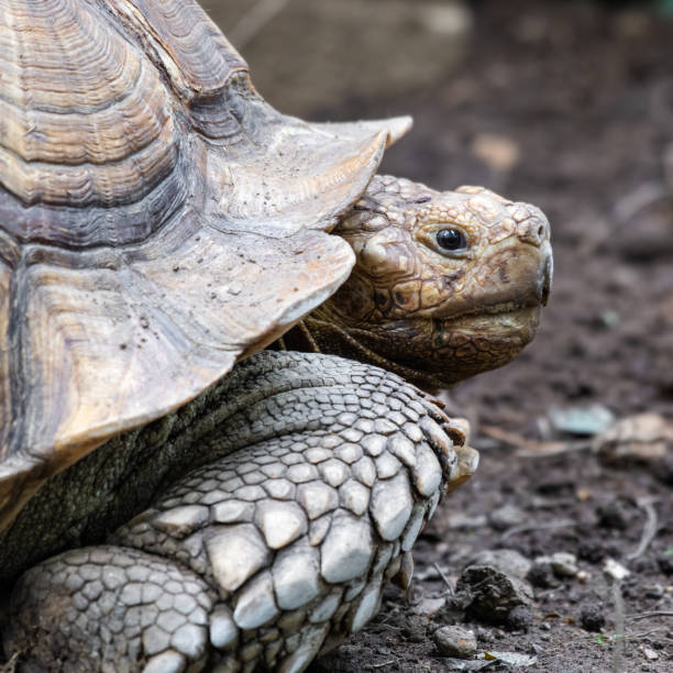 vecchia grande tartaruga speronata africana - desert tortoise foto e immagini stock