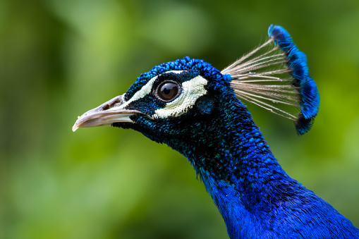 Green peacock , Portrait of wild peacock in thailand.