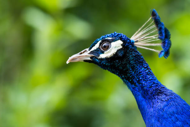 istock Male Peacock Close up Head Portrait 1267394764