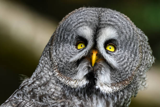 グレートグレーフクロウクローズアップヘッドポートレート - owl awe bird close up ストックフォトと画像