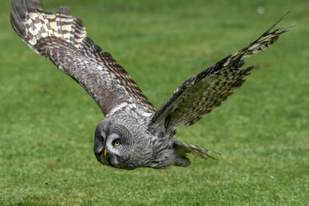 地上に接近するグレートグレーフクロウ - owl awe bird close up ストックフォトと画像