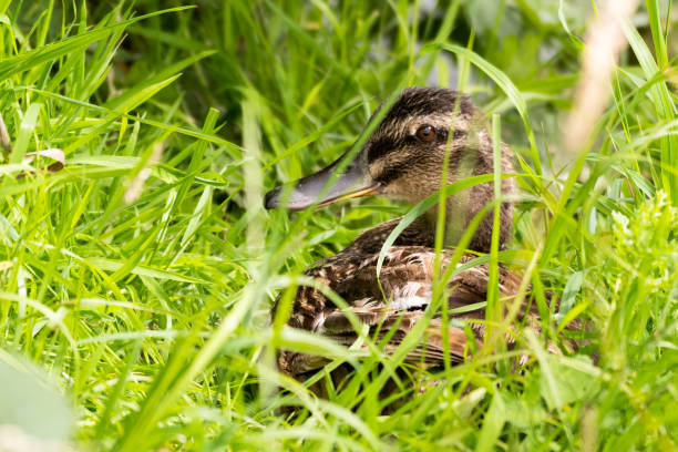 istock Female Mallard Duck Hiding in Grass 1267395408