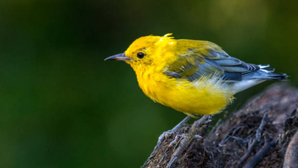 istock Juvienle Prothonotary Warbler bird on a branch 1267395604